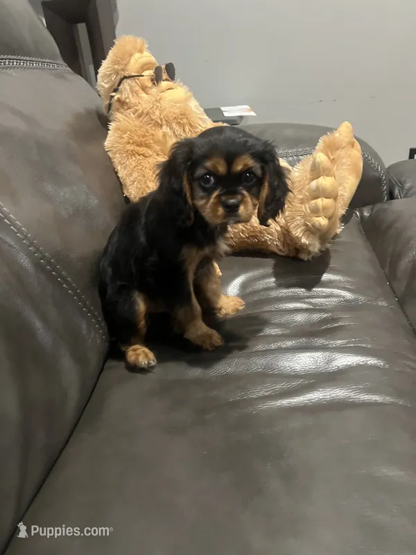 Black and tan boy  – Cavalier King Charles Spaniel puppy for sale in Boston, MA