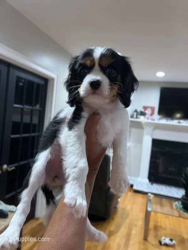 Minnie  – Cavalier King Charles Spaniel puppy for sale in Boston, MA
