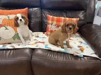 Ruby girl, a female Cavalier King Charles Spaniel for sale in Boston, MA – 4 of 6