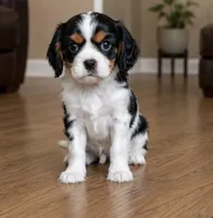 Minnie , a female Cavalier King Charles Spaniel for sale in Boston, MA – 1 of 1