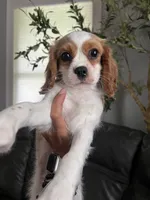 Miss Lady, a female Cavalier King Charles Spaniel for sale in Boston, MA – 3 of 7