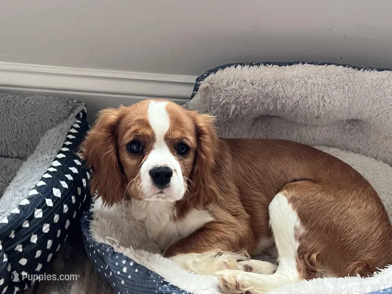 Blenhiem boy – Cavalier King Charles Spaniel puppy for sale in Boston, MA