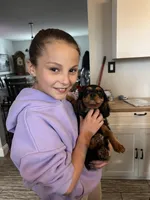 Black and Tan girl, a female Cavalier King Charles Spaniel for sale in Boston, MA – Photo 4 of 5