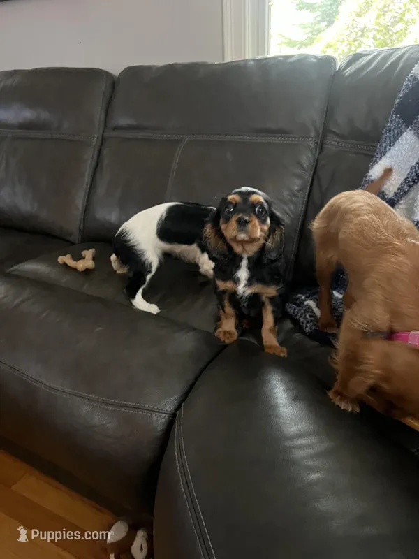 Black and Tan girl – Cavalier King Charles Spaniel puppy for sale in Boston, MA