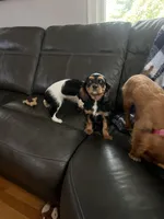 Black and Tan girl, a female Cavalier King Charles Spaniel for sale in Boston, MA – Photo 1 of 5