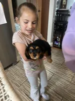 Black and Tan girl, a female Cavalier King Charles Spaniel for sale in Boston, MA – Photo 5 of 5