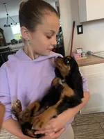 Black and Tan girl, a female Cavalier King Charles Spaniel for sale in Boston, MA – Photo 3 of 5