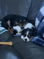 Black and Tan girl, a female Cavalier King Charles Spaniel for sale in Boston, MA – Photo 2 of 5