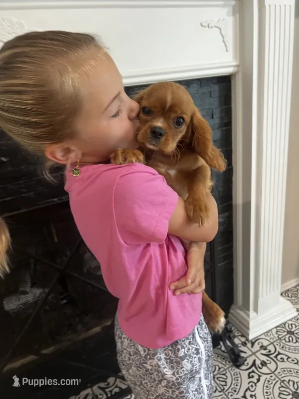 Ruby boy 1  – Cavalier King Charles Spaniel puppy for sale in Boston, MA
