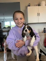 Tricolor girl , a female Cavalier King Charles Spaniel for sale in Boston, MA – Photo 3 of 3