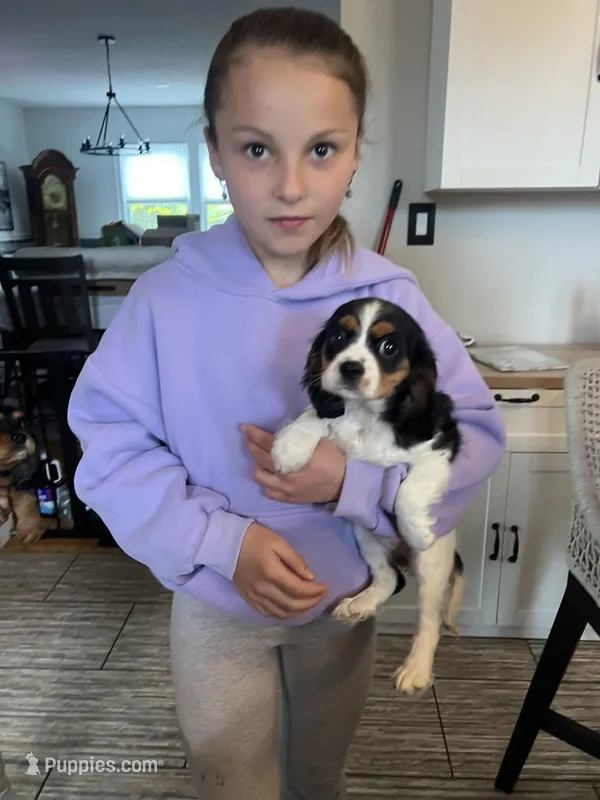 Tricolor girl  – Cavalier King Charles Spaniel puppy for sale in Boston, MA