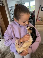 Tricolor girl , a female Cavalier King Charles Spaniel for sale in Boston, MA – Photo 2 of 3