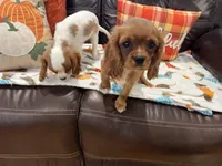 Ruby girl, a female Cavalier King Charles Spaniel for sale in Boston, MA – 2 of 6