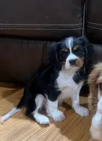 Tricolor boy , a male Cavalier King Charles Spaniel for sale in Boston, MA – 1 of 6