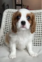 Blenhiem boy 2, a male Cavalier King Charles Spaniel for sale in Boston, MA – Photo 2 of 3