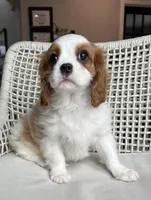 Blenhiem boy 2, a male Cavalier King Charles Spaniel for sale in Boston, MA – Photo 3 of 3