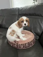 Miss Lady, a female Cavalier King Charles Spaniel for sale in Boston, MA – 4 of 7