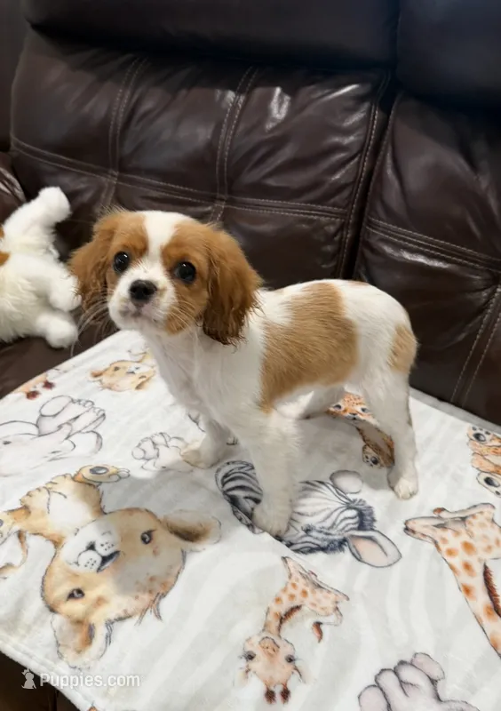 Little Lady – Cavalier King Charles Spaniel puppy for sale in Fall River, MA
