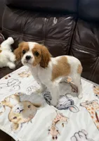 Little Lady, a female Cavalier King Charles Spaniel for sale in Fall River, MA – 1 of 3