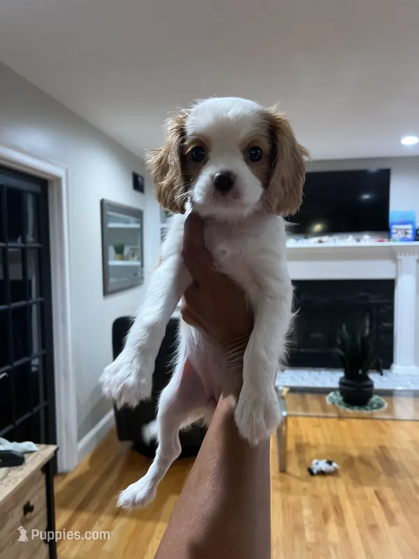 Baby Lady  – Cavalier King Charles Spaniel puppy for sale in Boston, MA