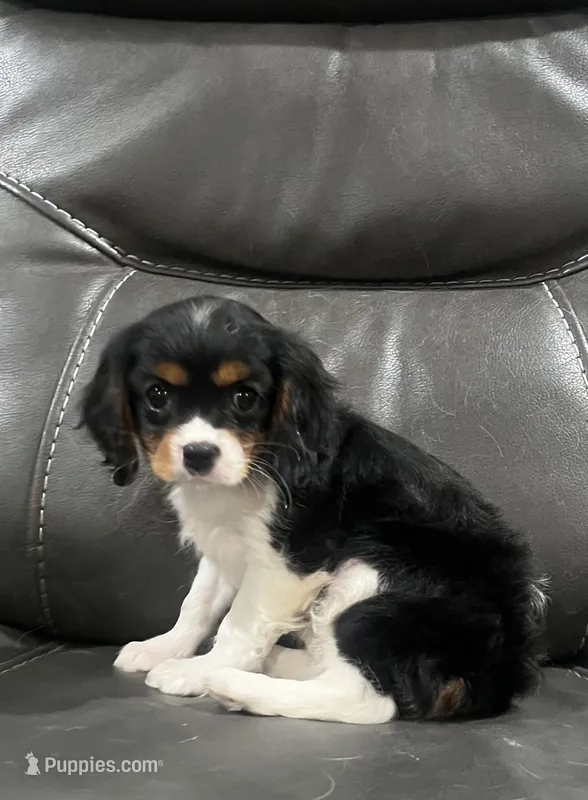 Tri girl  – Cavalier King Charles Spaniel puppy for sale in Boston, MA