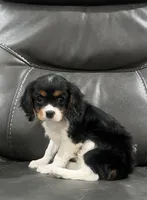 Tri girl , a female Cavalier King Charles Spaniel for sale in Boston, MA – 1 of 5