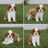 Little Lady , a female Cavalier King Charles Spaniel for sale in Boston, MA – 1 of 1
