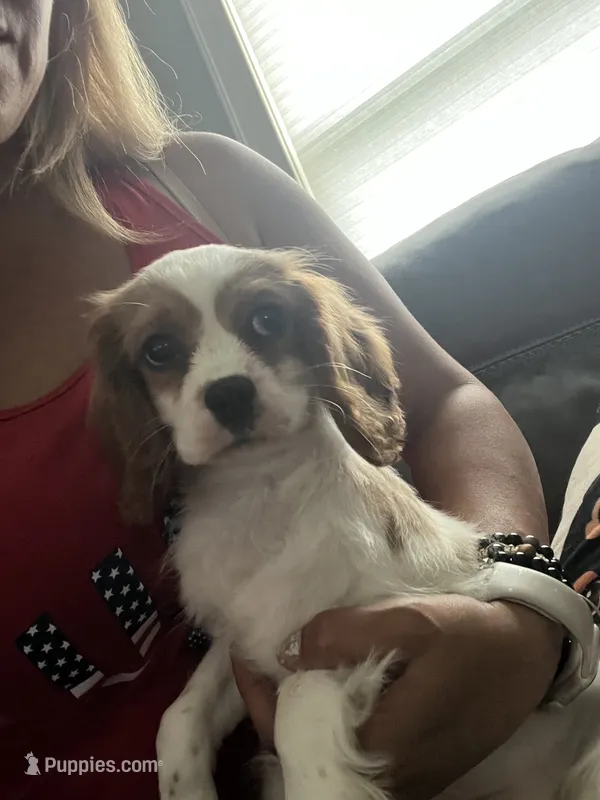 Miss Lady – Cavalier King Charles Spaniel puppy for sale in Boston, MA