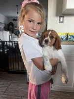 Little Lady , a female Cavalier King Charles Spaniel for sale in Boston, MA – 4 of 5
