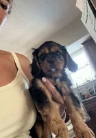 Black and tan boy , a male Cavalier King Charles Spaniel for sale in Boston, MA – 2 of 6
