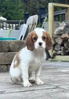 Blenhiem Baby, a male Cavalier King Charles Spaniel for sale in Fall River, MA – Photo 4 of 5