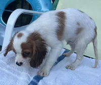 Blenhiem Baby, a male Cavalier King Charles Spaniel for sale in Fall River, MA – Photo 3 of 5