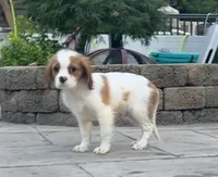 Blenhiem Baby, a male Cavalier King Charles Spaniel for sale in Fall River, MA – Photo 2 of 5