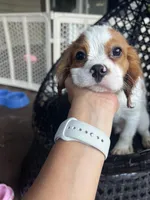 Blenhiem Baby, a male Cavalier King Charles Spaniel for sale in Fall River, MA – Photo 5 of 5