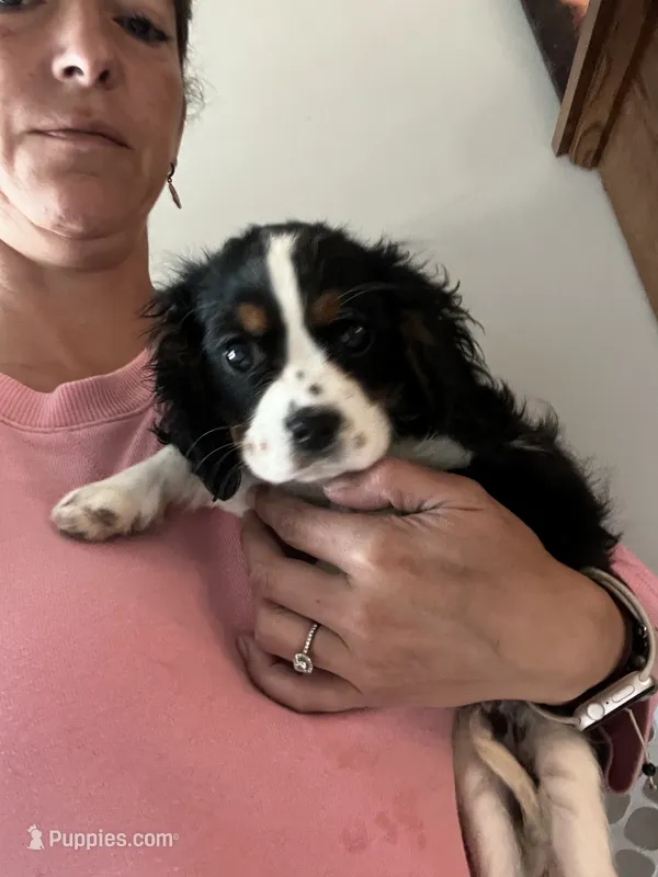 Tricolored male – Cavalier King Charles Spaniel puppy for sale in Boston, MA
