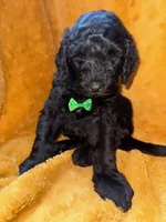 Spot, a male Goldendoodle for sale in Fort Lauderdale, FL – 2 of 2