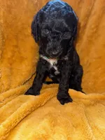 Tux, a male Goldendoodle for sale in Fort Lauderdale, FL – 3 of 4