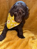 Bobby Brown, a male Goldendoodle for sale in Fort Lauderdale, FL – 2 of 4