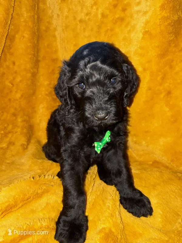 Spot – Goldendoodle puppy for sale in Fort Lauderdale, FL