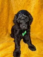Spot, a male Goldendoodle for sale in Fort Lauderdale, FL – 1 of 2