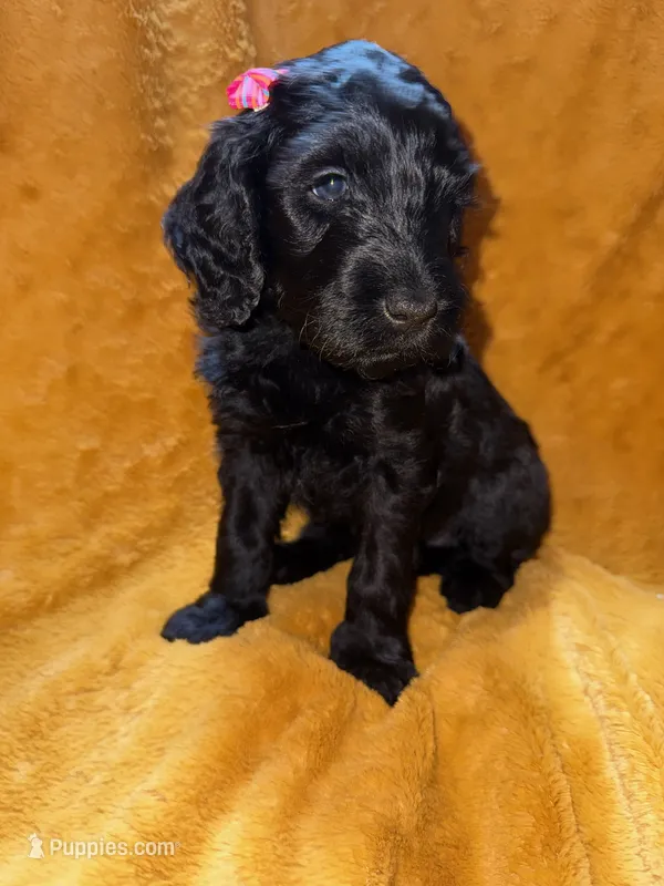 Maya – Goldendoodle puppy for sale in Fort Lauderdale, FL