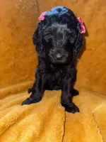 Maya, a female Goldendoodle for sale in Fort Lauderdale, FL – 3 of 4
