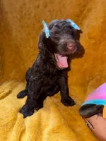 Blue, a male Goldendoodle for sale in Fort Lauderdale, FL – 3 of 4