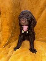 Little Man, a male Goldendoodle for sale in Fort Lauderdale, FL – 4 of 6