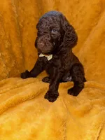 Little Man, a male Goldendoodle for sale in Fort Lauderdale, FL – 6 of 6