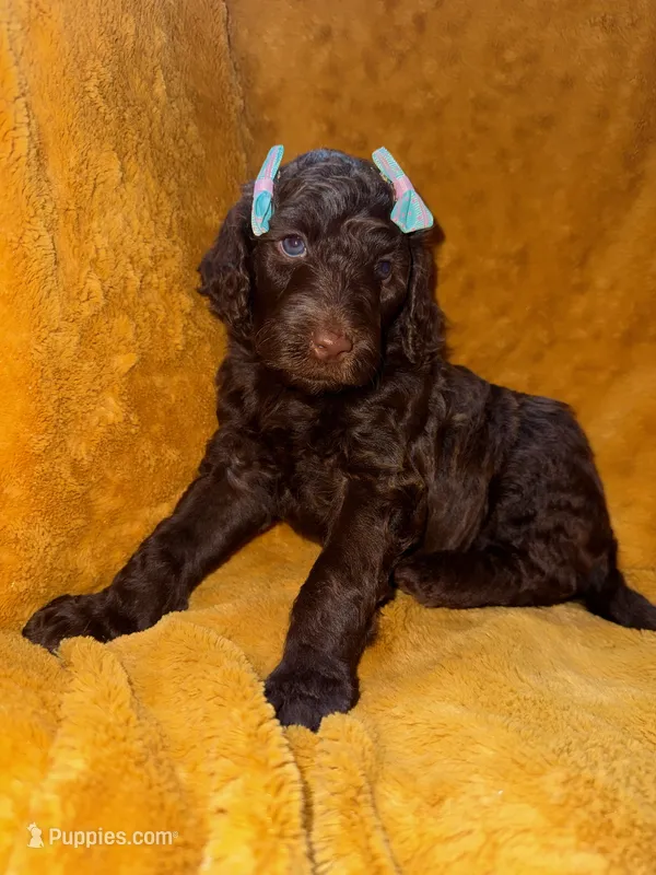 Blue – Goldendoodle puppy for sale in Fort Lauderdale, FL