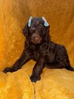 Blue, a male Goldendoodle for sale in Fort Lauderdale, FL – 1 of 4