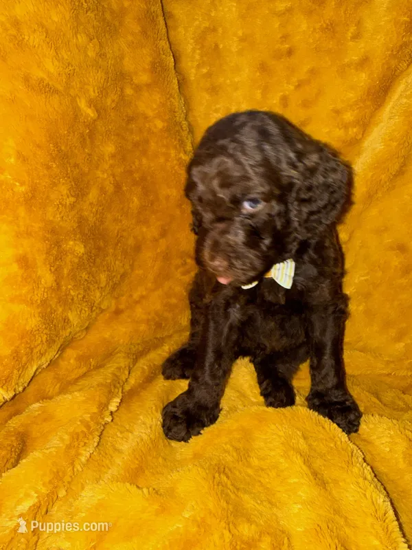 Little Man – Goldendoodle puppy for sale in Fort Lauderdale, FL