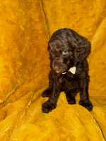 Little Man, a male Goldendoodle for sale in Fort Lauderdale, FL – 1 of 6