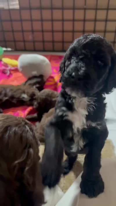 Tux, a male Goldendoodle for sale in Fort Lauderdale, FL – 4 of 4